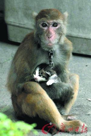 广州一猴子怀抱小猫穿梭旧居民区 疑遭人遗弃