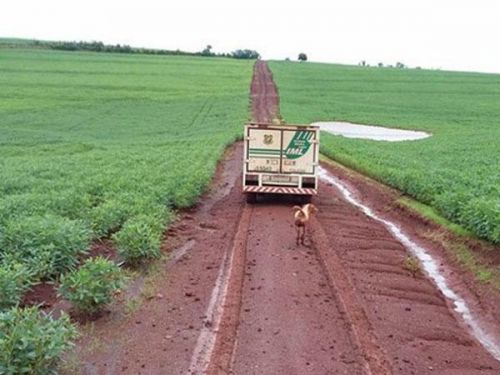 狗追灵车16公里 盘点关于狗狗的感人故事(1)_