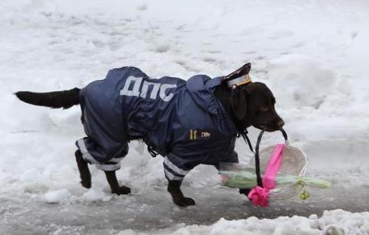 莫斯科狗狗交警献花束 人狗协作为女同胞过节