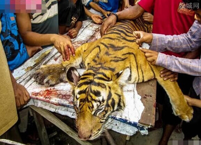 农民宰杀老虎吃肉 引起国际保育团体关切