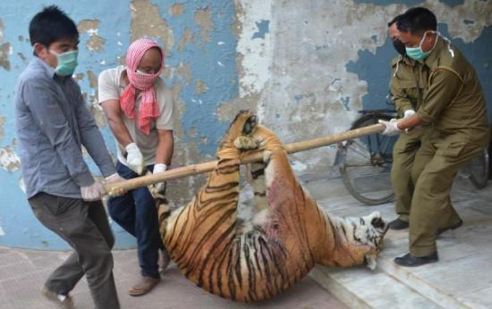 印尼 农民宰杀老虎吃肉  网友:想当年武松还没这