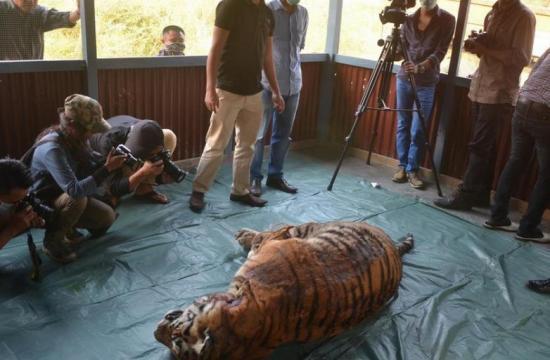 印尼 农民宰杀老虎吃肉  网友:想当年武松还没这