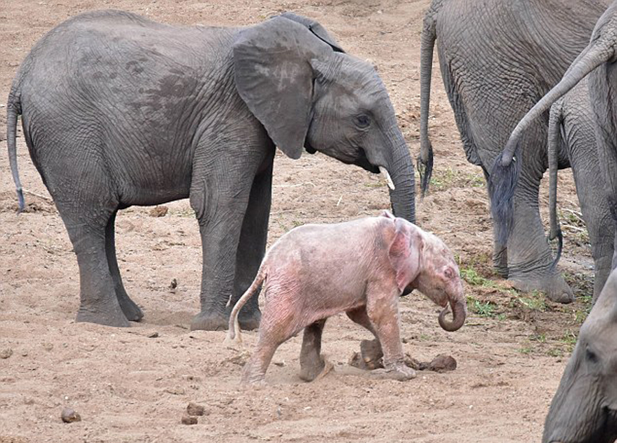 南非野生动物园发现罕见粉红色幼象(1)_360on