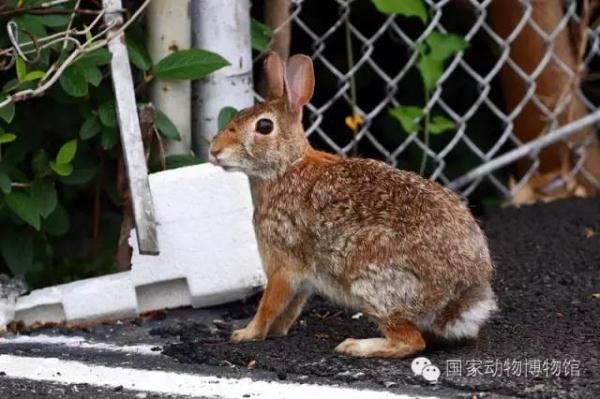 疯狂动物城里的动物学