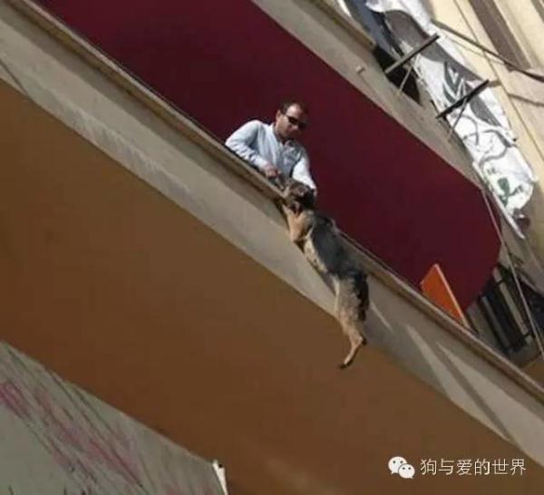 狗狗跳楼自杀，背后的原因让人揪心