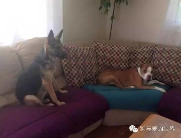 狗狗跳楼自杀，背后的原因让人揪心