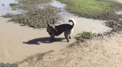 狗狗跳楼自杀，背后的原因让人揪心