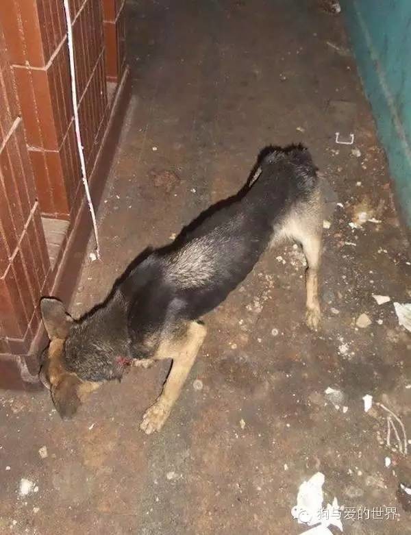 狗狗跳楼自杀，背后的原因让人揪心
