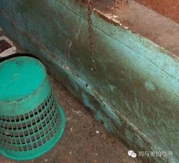 狗狗跳楼自杀，背后的原因让人揪心