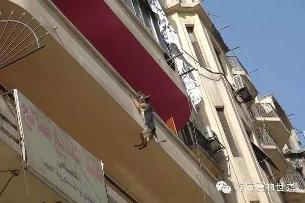 狗狗跳楼自杀，背后的原因让人揪心