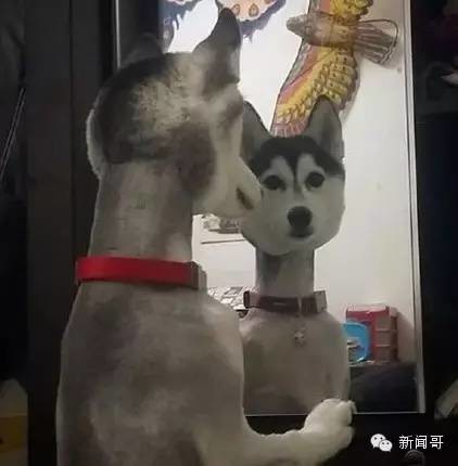 哈士奇真是全世界最二的宠物了﹐敢养二哈的主