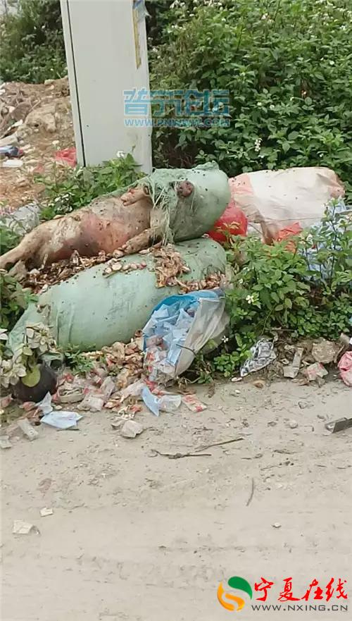 普宁大道又现“死猪” 现场污浊不堪 _热点资讯 _光明网