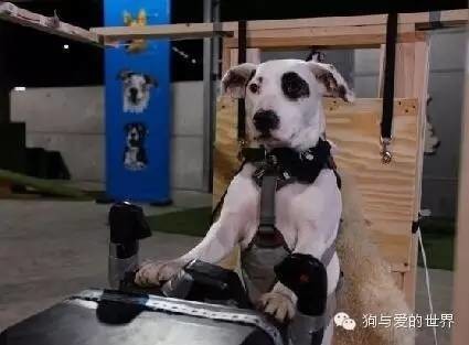 流浪狗竟然会驾驶飞机？！这回真的要上天了……