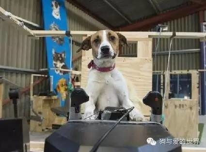 流浪狗竟然会驾驶飞机？！这回真的要上天了……