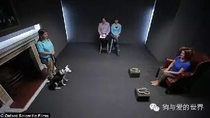 流浪狗竟然会驾驶飞机？！这回真的要上天了……