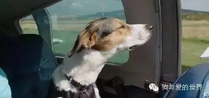流浪狗竟然会驾驶飞机？！这回真的要上天了……