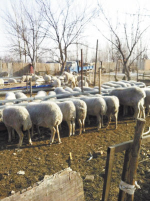 河间小伙不做都市白领 卖房回乡当羊倌