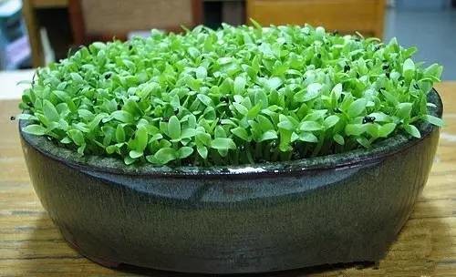 吃完的芒果千万别扔!合肥姑娘就用了一招,奇迹