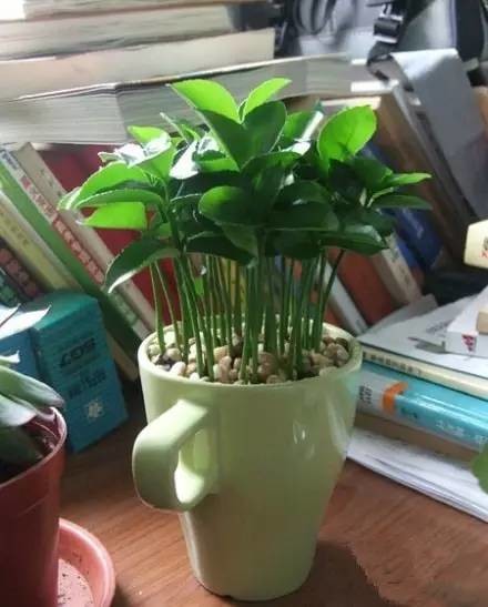 吃完的芒果千万别扔!合肥姑娘就用了一招,奇迹