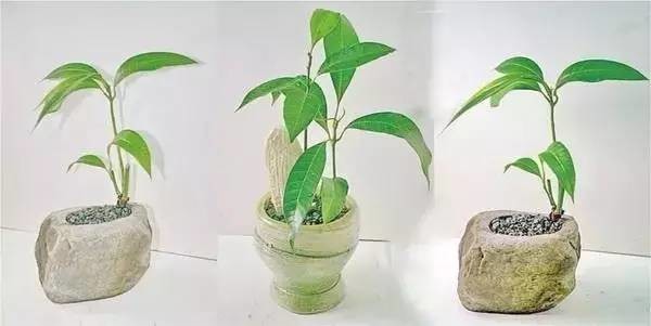 吃完的芒果千万别扔!合肥姑娘就用了一招,奇迹