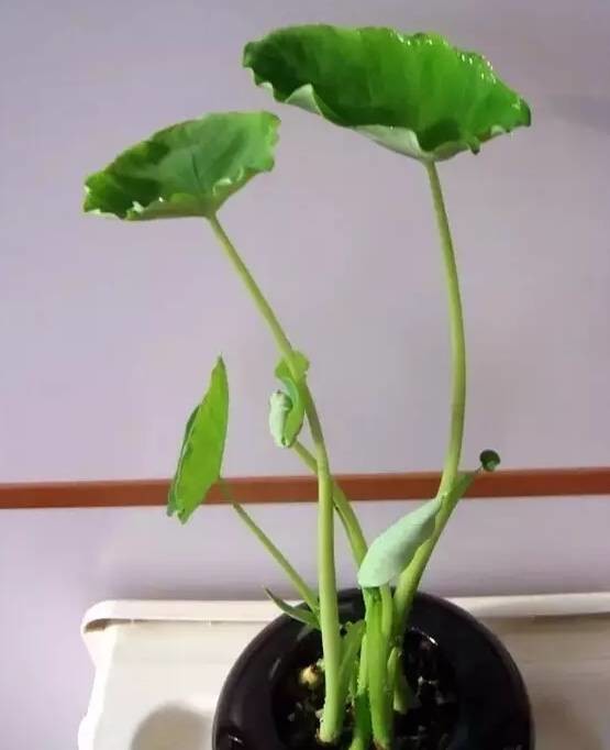 超实用丨吃完的芒果别扔,一个妈妈做了这件事