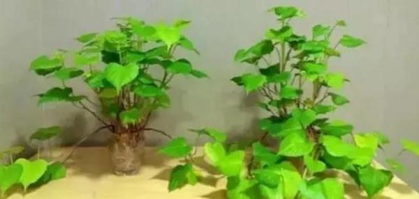 超实用丨吃完的芒果别扔,一个妈妈做了这件事