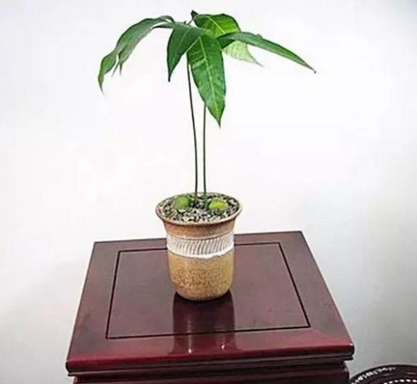 超实用丨吃完的芒果别扔,一个妈妈做了这件事