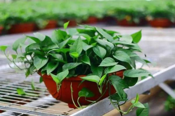 她在绿植上滴了3滴洗发水,第二天惊呆了…