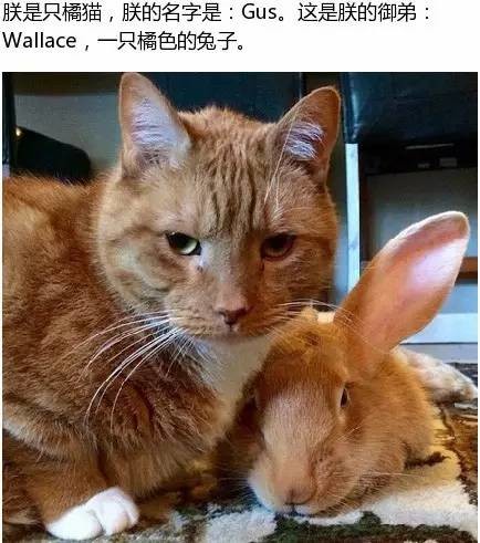 橘猫微笑脸表情包图片