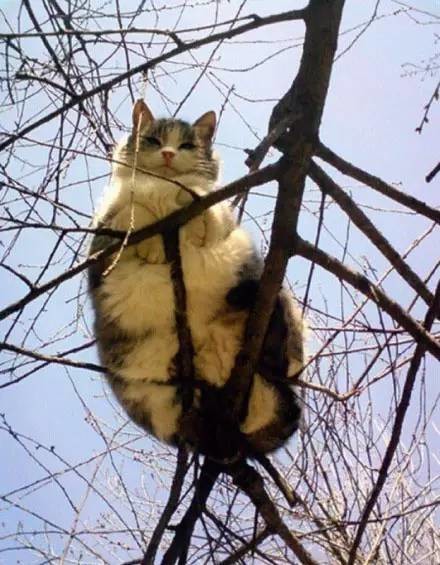 树上的猫，免费观看的短剧新体验，树上的猫，免费短剧新体验