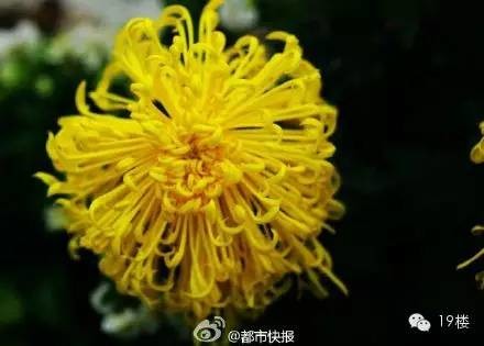 看得我菊花一紧！男子腹中取出一条半米长的黄蟮！