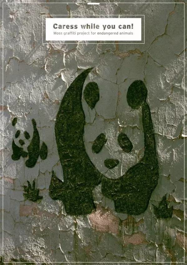 他用酸奶、啤酒、苔蘚把動物養(yǎng)在墻上，14天后的畫面，讓人驚訝地說不出話