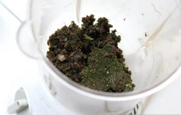 他用酸奶、啤酒、苔蘚把動物養(yǎng)在墻上，14天后的畫面，讓人驚訝地說不出話
