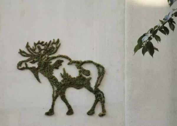 他用酸奶、啤酒、苔蘚把動物養(yǎng)在墻上，14天后的畫面，讓人驚訝地說不出話