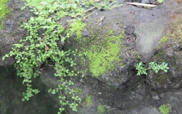 他用酸奶、啤酒、苔蘚把動物養(yǎng)在墻上，14天后的畫面，讓人驚訝地說不出話