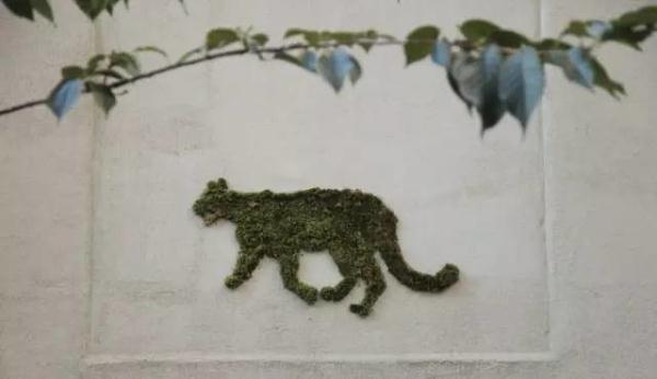 他用酸奶、啤酒、苔蘚把動物養(yǎng)在墻上，14天后的畫面，讓人驚訝地說不出話