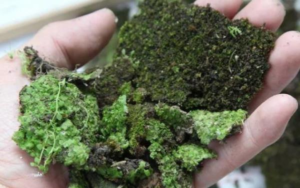 他用酸奶、啤酒、苔蘚把動物養(yǎng)在墻上，14天后的畫面，讓人驚訝地說不出話