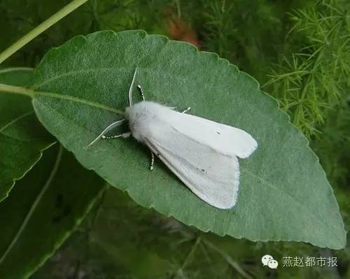 起,飞机将撒药防治美国白蛾?不能在外吃东西?