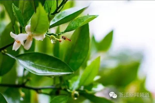 最幸福的事在春末夏初这个换季时! _即时新闻 _光明网