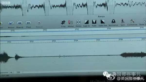 猫头鹰:真正静音飞行的王者!夜里的无声杀手.好