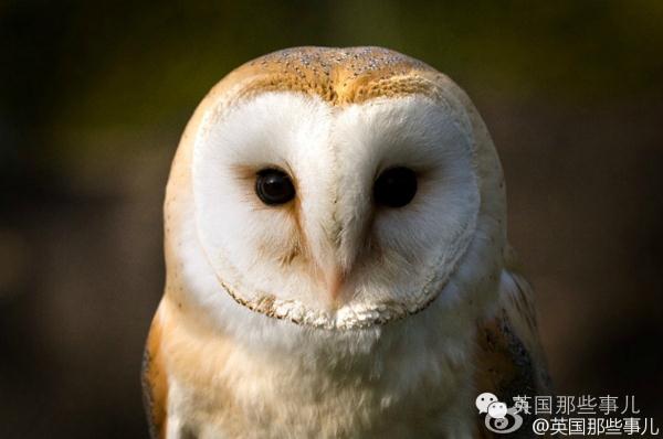 猫头鹰:真正静音飞行的王者!夜里的无声杀手.好