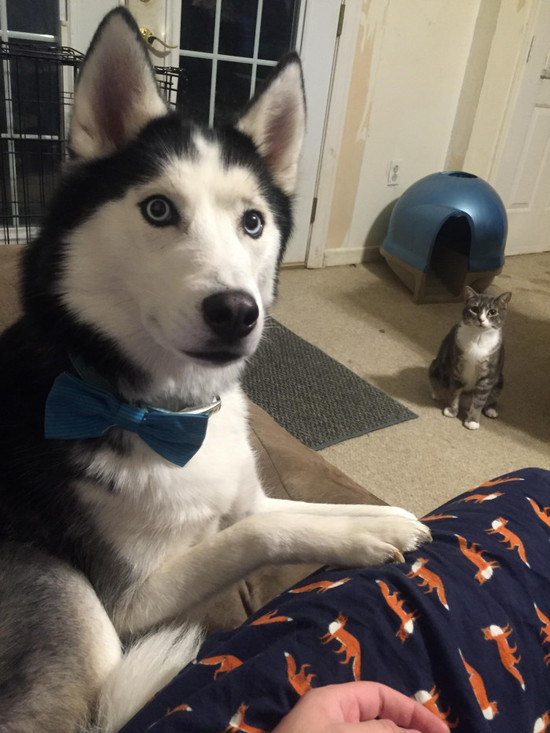 喵星人吃醋大合集,听说铲屎的外面有猫了?