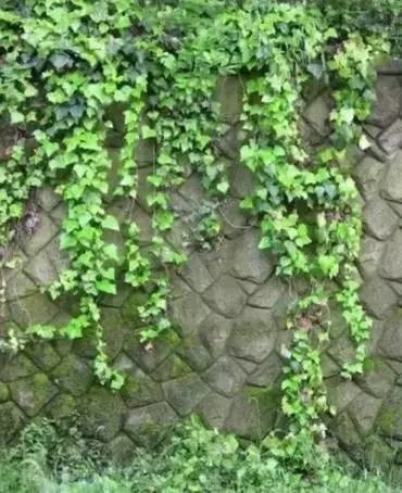 家里常养这15种植物,身体会越来越棒!