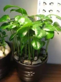 自制「柠檬蜜」排毒兼减肥,效果比柠檬水强10