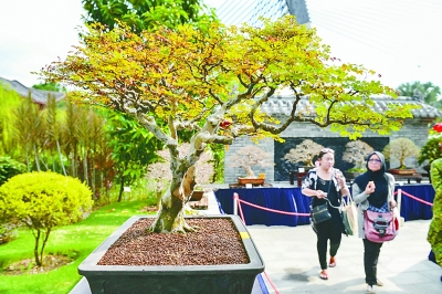 马来西亚盆景雅石协会举行“国际魔幻盆景展览”