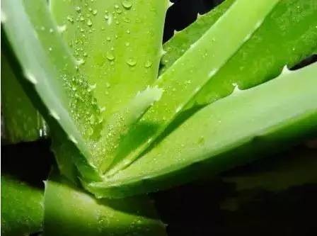 被蚊子咬后,这些止痒方式最有效!