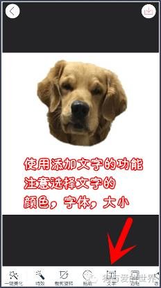 如何用自家狗狗做微信表情包？