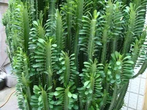 【提醒】警惕!你喜爱的这种植物,竟导致多人中