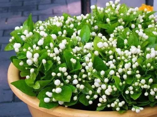 西安一媳妇把几盆花草带回家,整个夏天都不怕