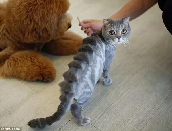 当理发师转行去做宠物造型，哈哈哈你有想过喵和汪的感受么！